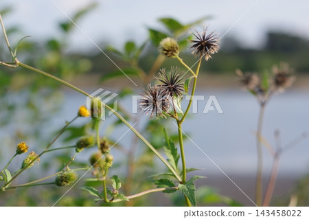 Autumn wildflowers overlooking a marsh Autumn wildflowers overlooking a marsh 143458022