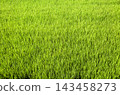 Green rice paddy 143458273