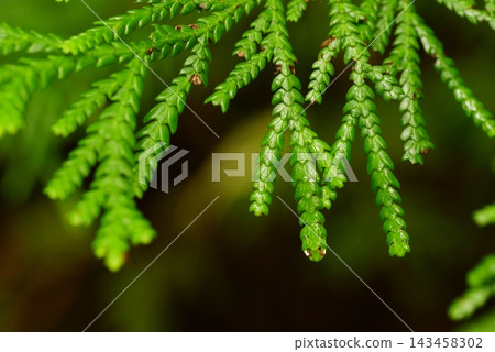 日本扁柏（Thujopsis dolabrata）的濕葉 143458302