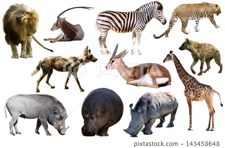 Collage with African mammals and birds Collage with African mammals and birds 143458648