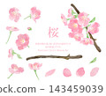 Watercolor cherry blossom flower, branch, and petal material set | Spring, Japanese style, Japanese flower illustrations 143459039