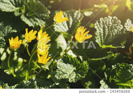 Bright yellow flowers bloom in a garden surrounded by lush green leaves. The light shines on the flowers, showing their vibrant color. Spring is in full effect as nature thrives. Bright yellow flowers bloom in a garden surrounded by lush green leaves. The light shines on the flowers, showing their vibrant color. Spring is in full effect as nature thrives. 143459269
