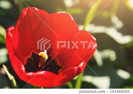 A bright red tulip grows in a garden under sunlight. The flower shows a center with yellow parts and green leaves in the background. It is springtime and the weather is warm. A bright red tulip grows in a garden under sunlight. The flower shows a center with yellow parts and green leaves in the background. It is springtime and the weather is warm. 143460085