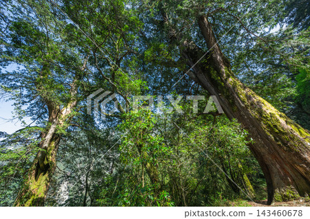 Ancient trees in southern taiwan forest Ancient trees in southern taiwan forest 143460678