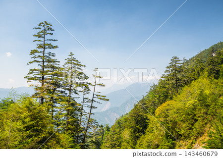 Green mountain forest and tall pine trees in Kaohsiung, Taiwan 143460679