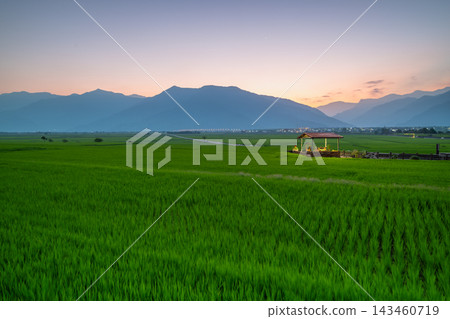 Green rice fields and mountains in Chishang, Taiwan Green rice fields and mountains in Chishang, Taiwan 143460719