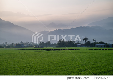 Morning mist over green rice fields in Yuli, Taiwan Morning mist over green rice fields in Yuli, Taiwan 143460752