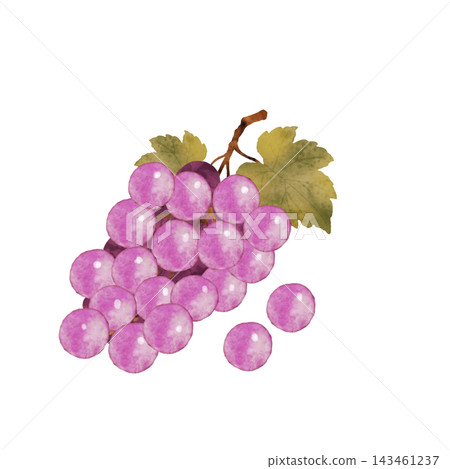 Color illustration of grapes Color illustration of grapes 143461237