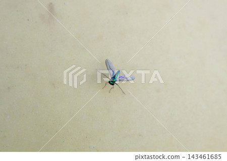Metallic green long legged fly perched on a smooth light wall background. Small insect displaying vibrant body colors and clear wings. Metallic green long legged fly perched on a smooth light wall background. Small insect displaying vibrant body colors and clear wings. 143461685