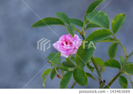 Pink rose flower blooming among green foliage outdoors in sunlight. Delicate garden blossom background with natural lighting. Pink rose flower blooming among green foliage outdoors in sunlight. Delicate garden blossom background with natural lighting. 143461689
