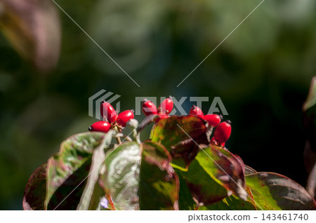 花樹果實 花樹果實 143461740