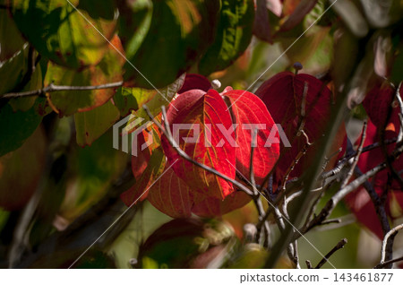 花樹秋葉 花樹秋葉 143461877