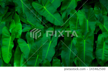 Dense green tropical leaves forming a natural botanical background in a lush garden, vibrant foliage texture for wellness, spa, organic design, nature themes and decorative wallpaper. 143462500