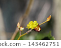 Cornelian cherry winter buds and flowers 143462751