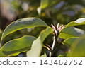 Shirakashi's sprout 143462752