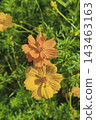 Beautiful of yellow flowers in the garden 143463163