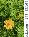 Beautiful of yellow flowers in the garden  143463164