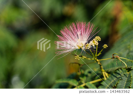 Fluffy pink Albizia julibrissin flowers best known as a mimosa tree 143463562