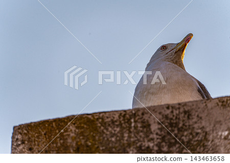 Cute seagull bird and Roman Forum ruins 143463658
