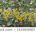 sunflower	 143464065