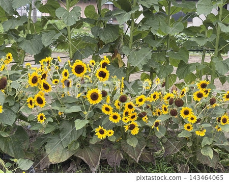 sunflower sunflower 143464065