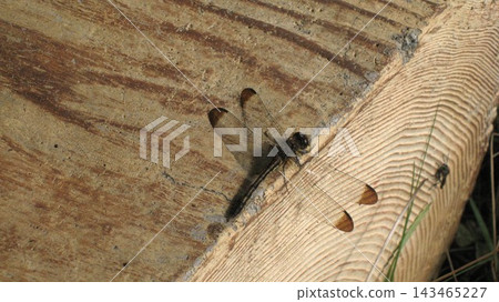 The female of Conosimetorborn The female of Conosimetorborn 143465227