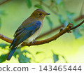 A young blue-and-white flycatcher resting its wings in a grove of green trees. 143465444