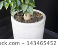 Close Up View of Houseplant Tree Trunk in White Ceramic Pot against Black Wall 143465452
