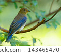 A young Blue-and-white Flycatcher perched on a branch against a backdrop of green trees. 143465470