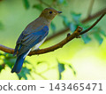 A young blue-and-white flycatcher stands quietly amid the dappled sunlight filtering through the green trees. 143465471