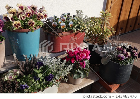 Frilled viola planting and pot Frilled viola planting and pot 143465476