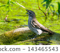 A little brown flycatcher perched on a branch in the shade of a tree with fresh green leaves. 143465543