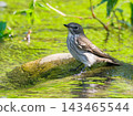 A Siberian Blue Robin stands perched on a rock by the water's edge, its petals shimmering green. 143465544
