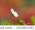 White cosmos flowers blooming against a soft autumn background. 143465582
