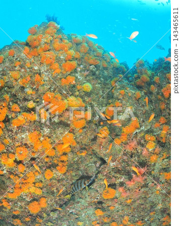 水下岩壁上點綴著橙色珊瑚和熱帶魚:潛水時從上方看到的景色(垂直視角) 水下岩壁上點綴著橙色珊瑚和熱帶魚:潛水時從上方看到的景色(垂直視角) 143465611