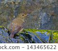 A female Narcissus Flycatcher stands by the water's edge, reflected in the greenery. 143465622