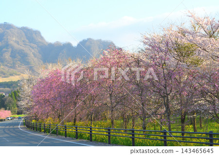 Sakuramichi Sakuramichi 143465645