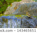 A female Narcissus Flycatcher standing by a clear stream. 143465651