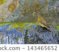 A female Narcissus Flycatcher by the water's edge, its reflection beautifully tinged with greenery. 143465652