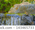 A female Narcissus Flycatcher stands by a small waterfall in a clear stream. 143465733