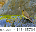 A female Narcissus Flycatcher stands by the water's edge, reflected in the vibrant green. 143465734