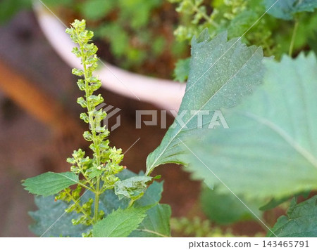 來自自家花園的紫蘇種子 來自自家花園的紫蘇種子 143465791