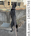 Labrador Standing room only 143465798
