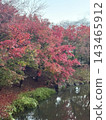 Autumn leaves 143465912