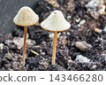 Two small brown mushrooms growing out of dark soil. 143466280