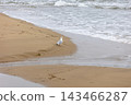 A seagull standing on the sandy beach at the water's edge, and the sea. 143466287