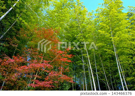 竹林與美麗的楓葉在藍天的背景下形成鮮明對比。 竹林與美麗的楓葉在藍天的背景下形成鮮明對比。 143466376