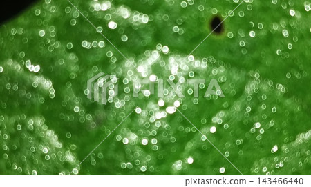 drops on a green leaf drops on a green leaf 143466440