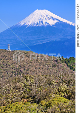從伊豆半島伊豆山脊步道上的小達魯馬山眺望白雪皚皚的富士山。 143466616
