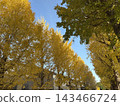 autumn 143466724